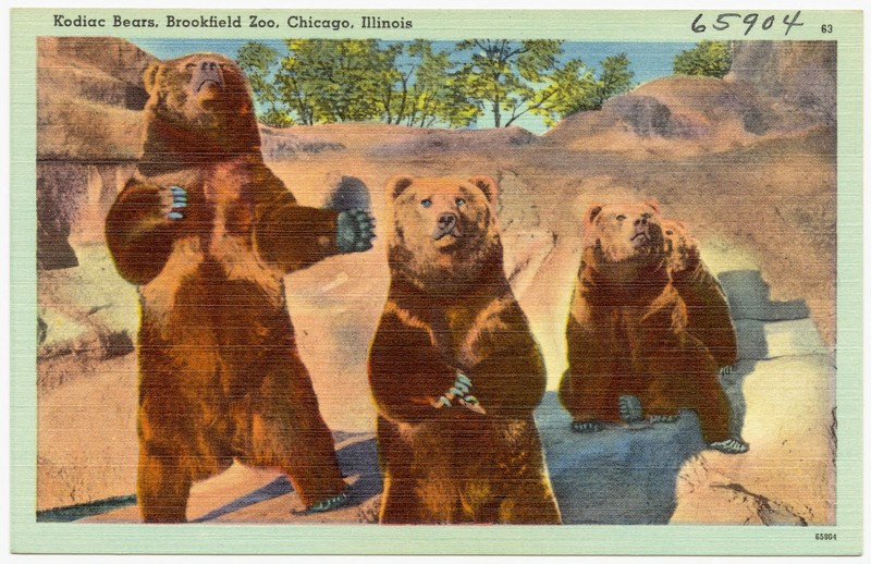 Kodiac Bears, Brookfield Zoo, Chicago, Illinois (65904).jpg