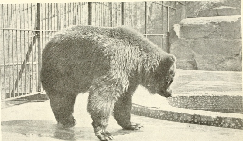 American animals; a popular guide to the mammals of North America north of Mexico, with intimate biographies of the more familiar species (1902) (18084726256).jpg