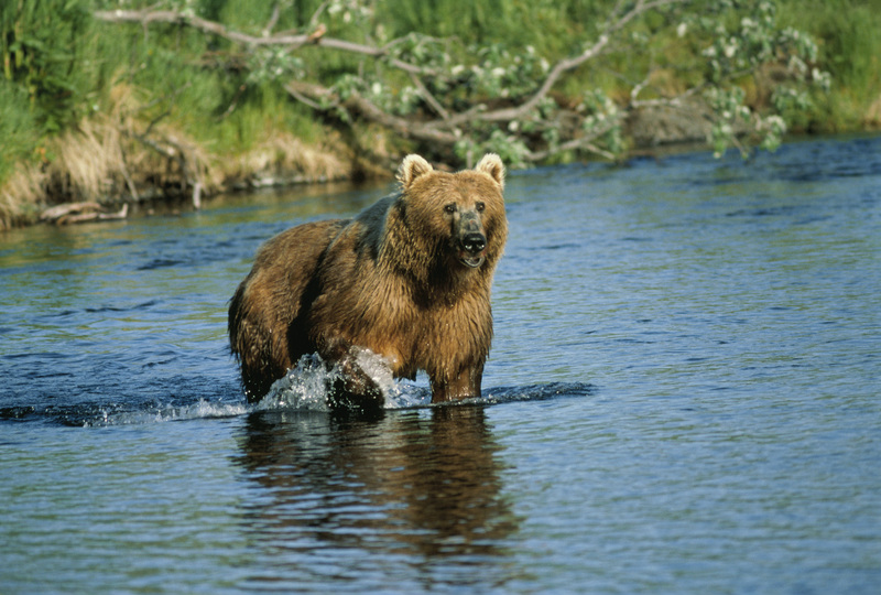 Kodiak Bear at Dog Salmon Creek, USFWS 11389.jpg
