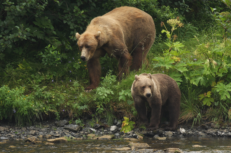 Kodiak brown bears FWS 18389.jpg