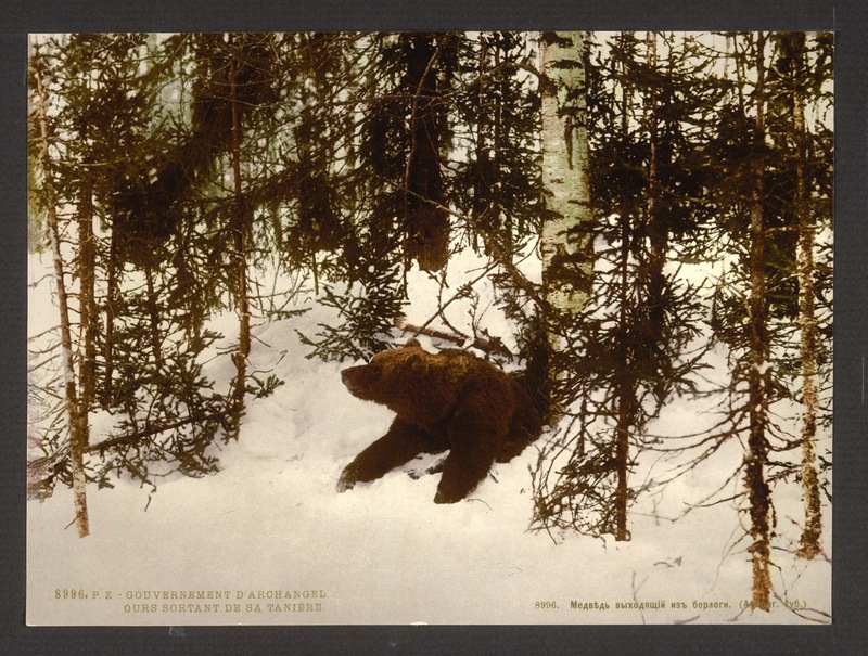 A bear coming out of his den, Russia-LCCN2001697542.jpg