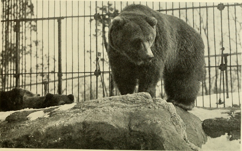 Annual report - New York Zoological Society (1907) (18432949101).jpg