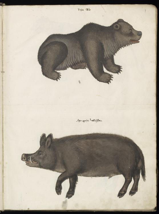 Animal drawings collected by Felix Platter, p2 - (75).jpg