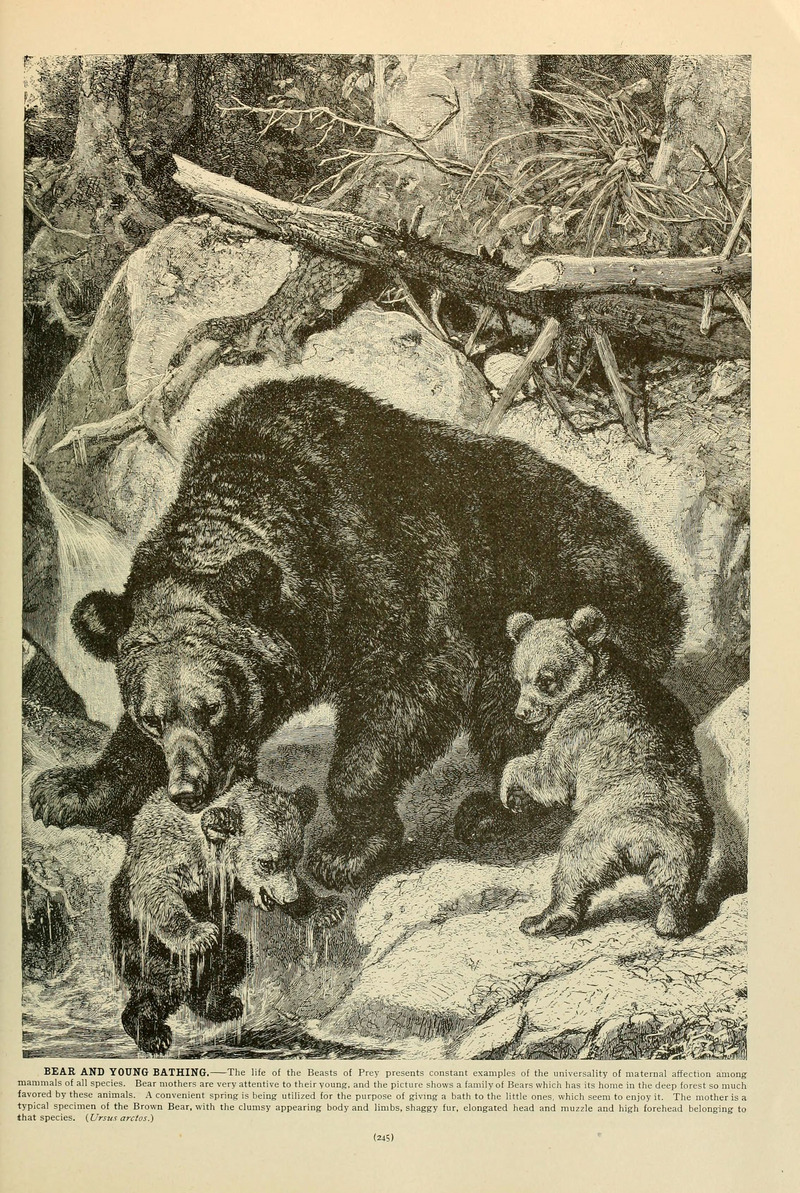 Brehm's Life of animals (Page 245) (6220162667).jpg