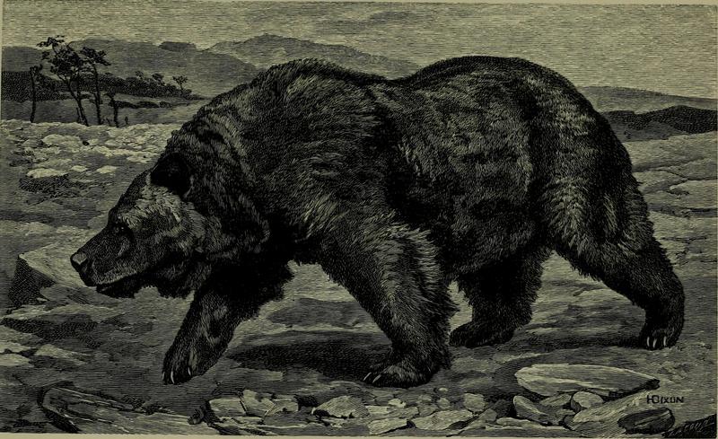 Wild beasts and their ways - reminiscences of Europe, Asia, Africa and America (1890) (14780775495).jpg