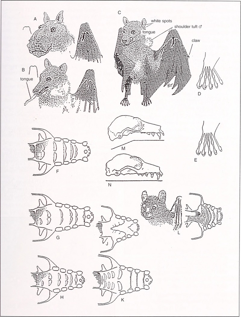 Bonner zoologische Monographien (2009) (19773282873).jpg