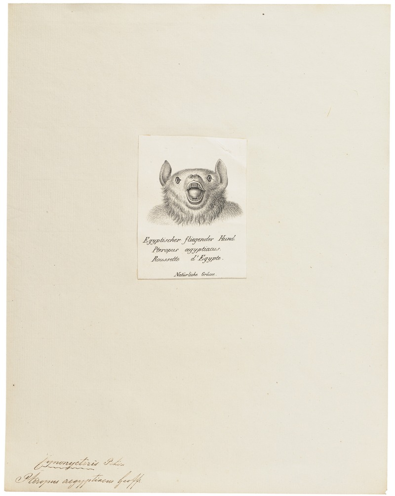 Pteropus aegyptiacus - 1700-1880 - Print - Iconographia Zoologica - Special Collections University of Amsterdam - UBA01 IZ20700037.jpg