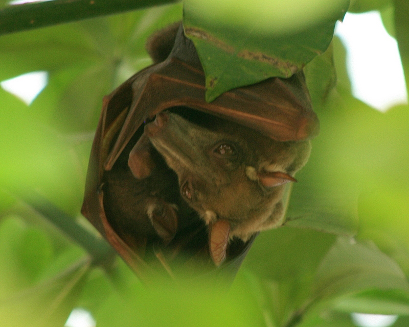 hammer-headed bat (Hypsignathus monstrosus).jpg