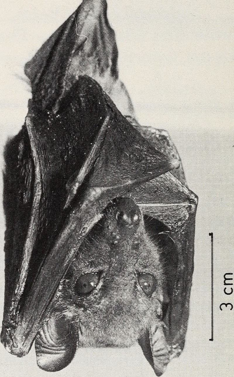 Woermann's fruit bat (Megaloglossus woermanni).jpg
