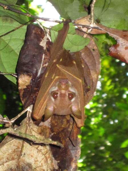 short-palated fruit bat (Casinycteris argynnis).jpg