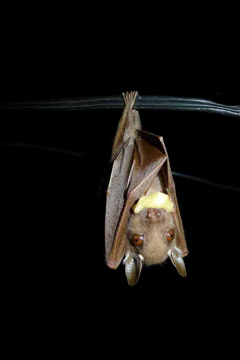Peters' dwarf epauletted fruit bat (Micropteropus pusillus).jpg