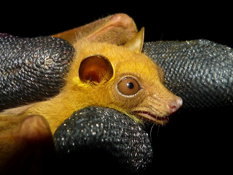 Peters' dwarf epauletted fruit bat (Micropteropus pusillus).jpeg