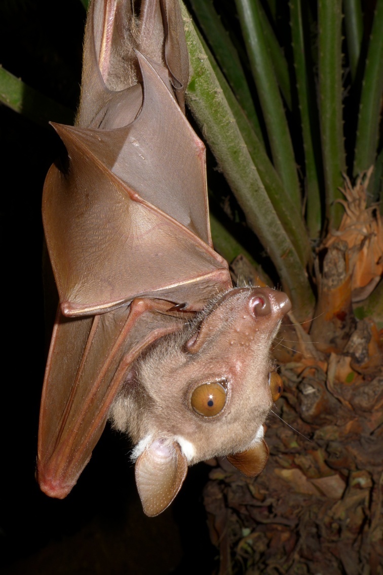 Franquet's epauletted fruit bat (Epomops franqueti).jpg