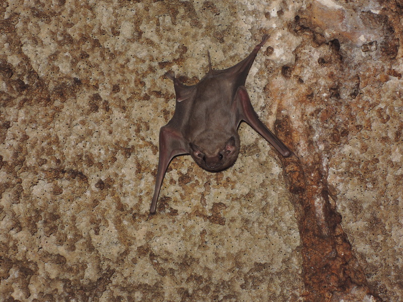 Egyptian tomb bat (Taphozous perforatus).jpg