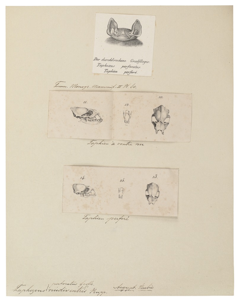 Taphozous perforatus - 1700-1880 - Print - Iconographia Zoologica - Special Collections University of Amsterdam - UBA01 IZ20800015.jpg