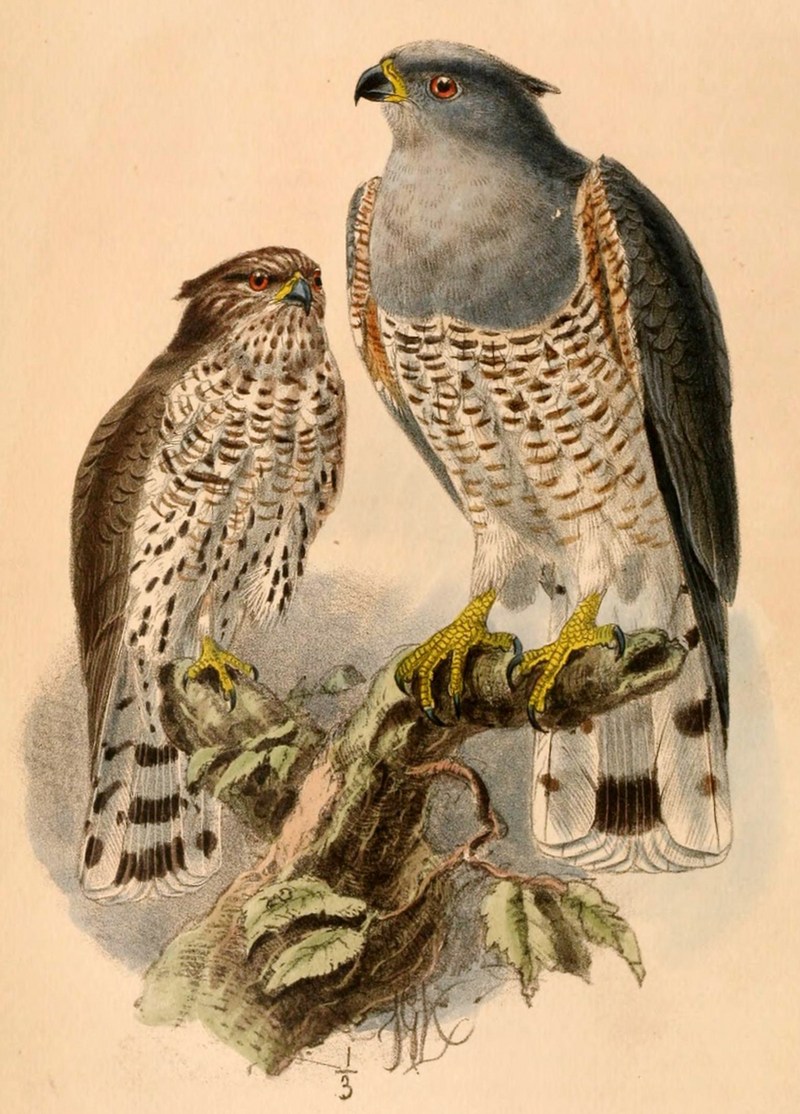 Aviceda cuculoides verreauxii 1884.jpg