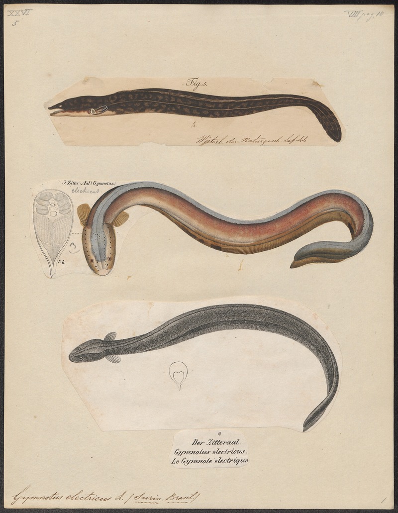 Gymnotus electricus - - Print - Iconographia Zoologica - Special Collections University of Amsterdam - UBA01 IZ15100121.jpg