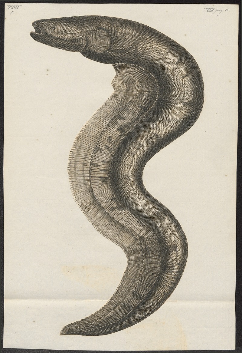 Gymnotus electricus - - Print - Iconographia Zoologica - Special Collections University of Amsterdam - UBA01 IZ15100123.jpg