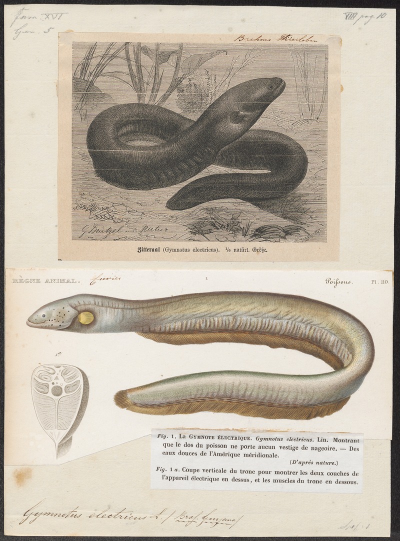 Gymnotus electricus - 1700-1880 - Print - Iconographia Zoologica - Special Collections University of Amsterdam - UBA01 IZ15100117.jpg