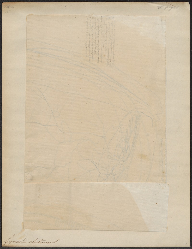 Gymnotus electricus - 1700-1880 - Print - Iconographia Zoologica - Special Collections University of Amsterdam - UBA01 IZ15100127.jpg