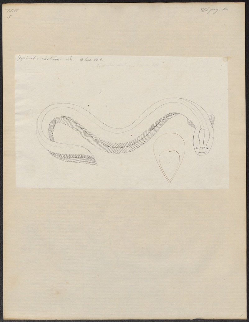 Gymnotus electricus - 1774-1804 - Print - Iconographia Zoologica - Special Collections University of Amsterdam - UBA01 IZ15100119.jpg