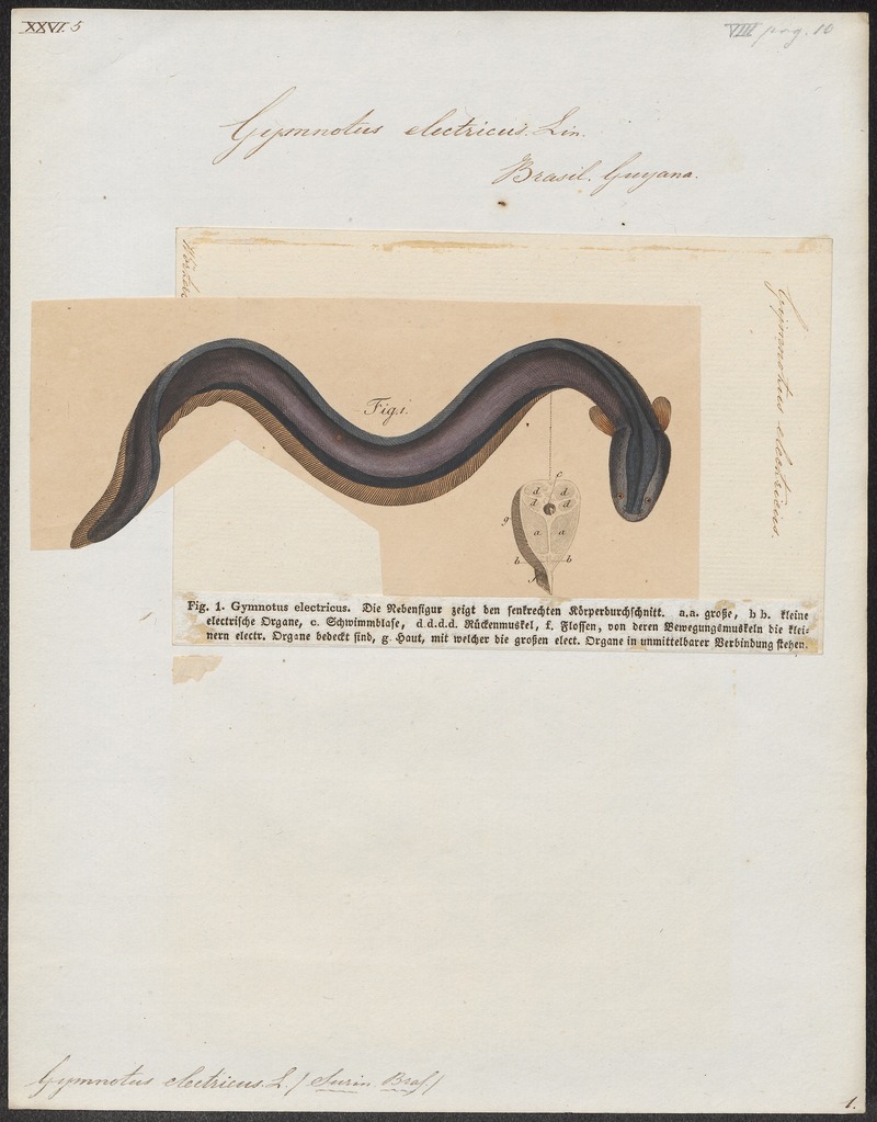 Gymnotus electricus - 1825-1837 - Print - Iconographia Zoologica - Special Collections University of Amsterdam - UBA01 IZ15100125.jpg