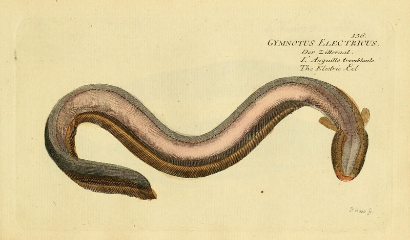Ichthyologie; ou, Histoire naturelle des poissons (Plate 156) (7064486431).jpg