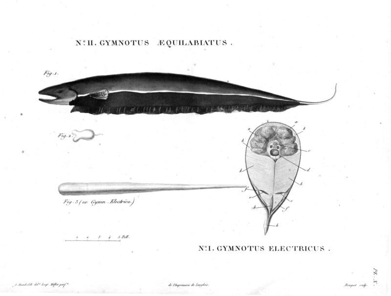 Sternopygus-aequilabiatus-Humboldt-Zoologie-T10p172.png