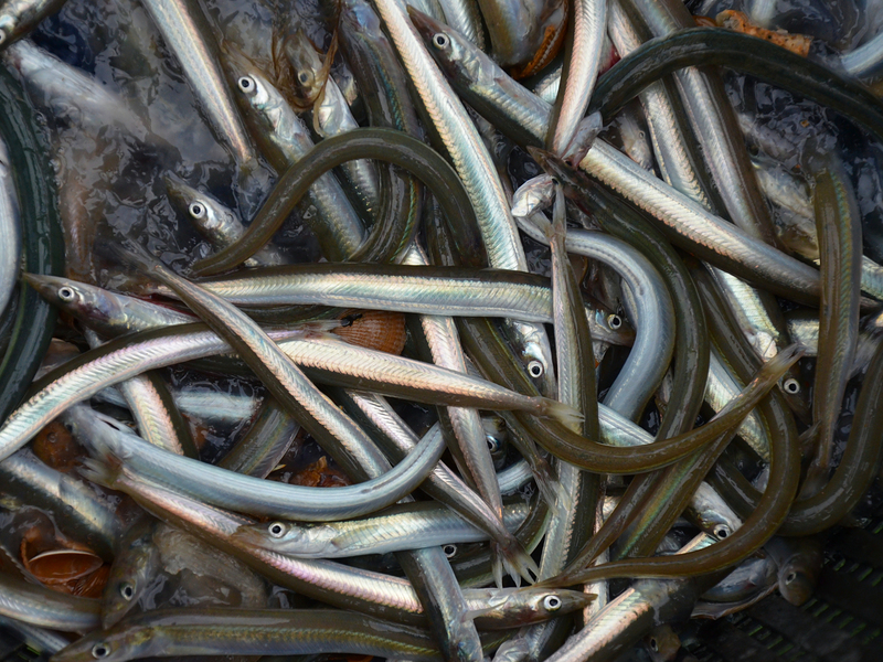 Ammodytes tobianus (catch) - lesser sand eel (Ammodytes tobianus).jpg