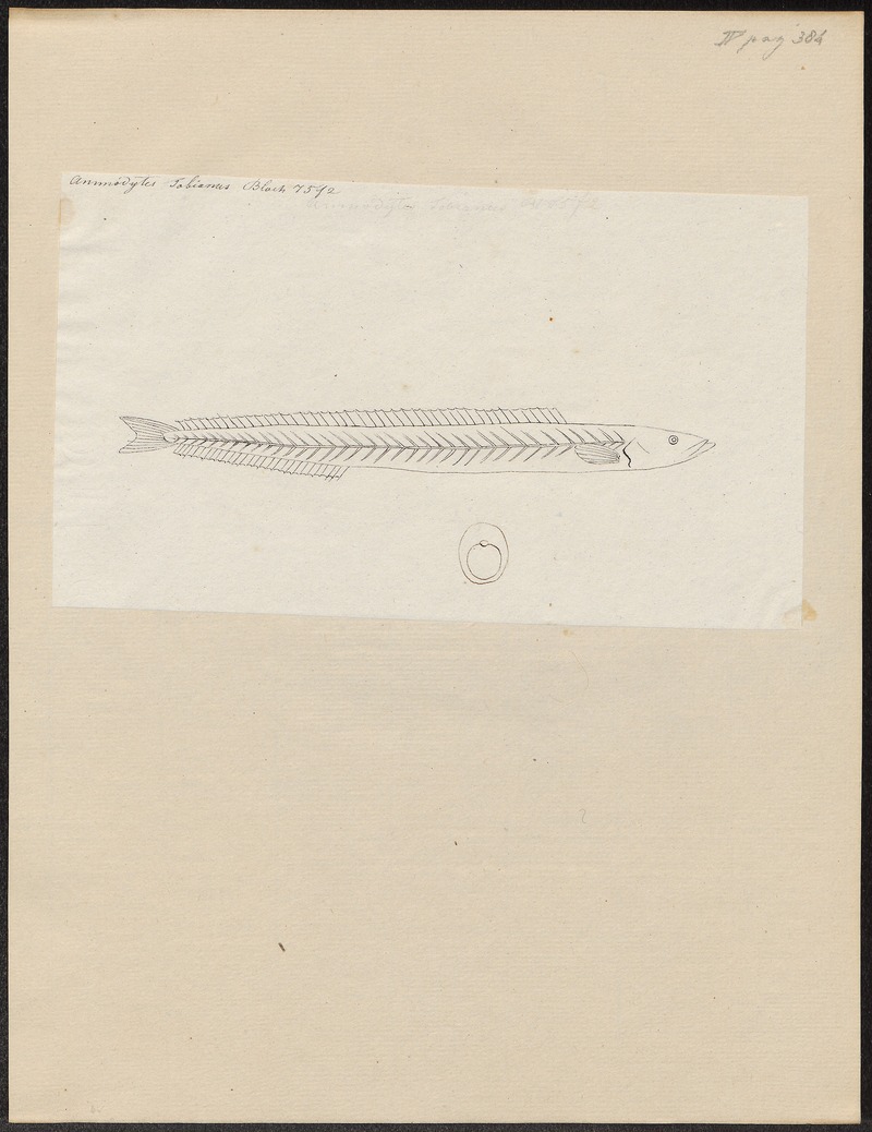 Ammodytes tobianus - 1774-1804 - Print - Iconographia Zoologica - Special Collections University of Amsterdam - UBA01 IZ14000145.jpg