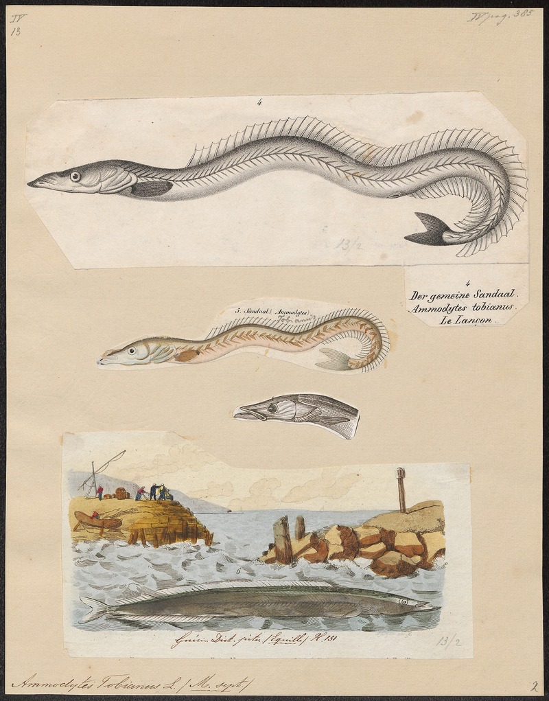 Ammodytes tobianus - 1809-1845 - Print - Iconographia Zoologica - Special Collections University of Amsterdam - UBA01 IZ14000147.jpg