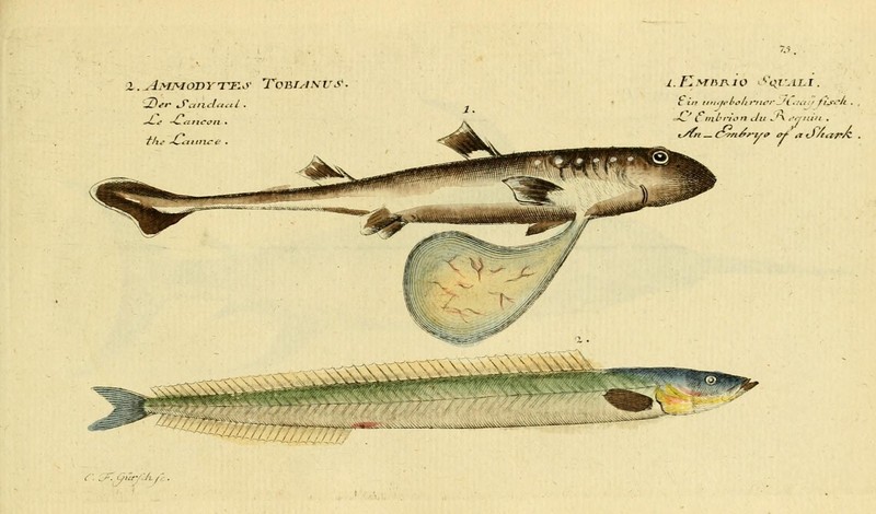 Ichthyologie; ou, Histoire naturelle des poissons (Plate 75) (6918354674).jpg