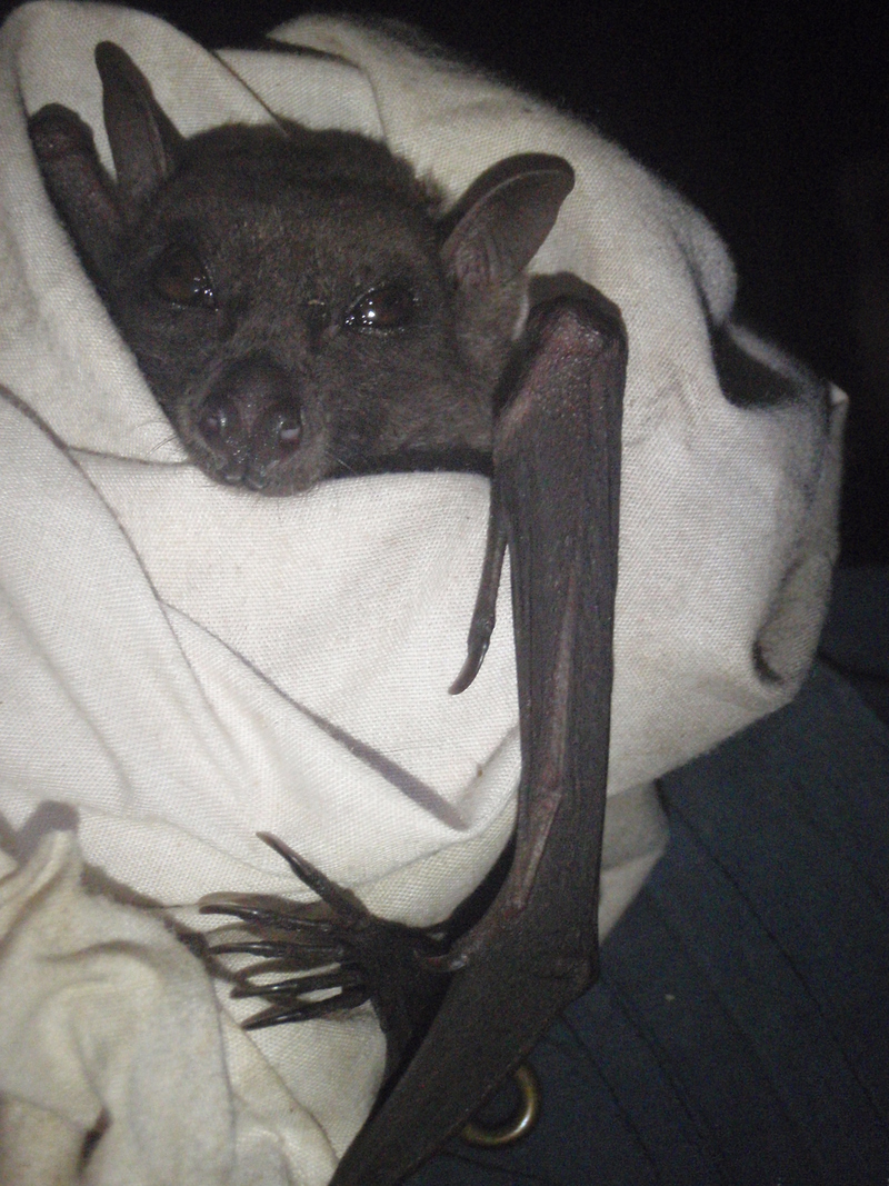 Angolan fruit bat, Angolan rousette (Lissonycteris angolensis).jpg