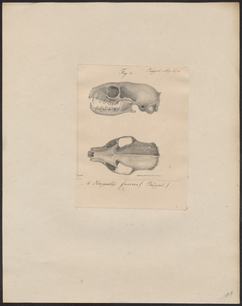 Herpestes fuscus - schedel - 1700-1880 - Print - Iconographia Zoologica - Special Collections University of Amsterdam - UBA01 IZ22400091.jpg