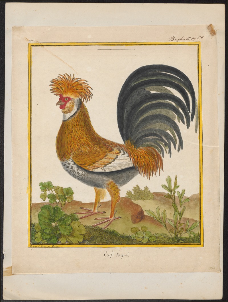 Gallus ferrugineus - 1700-1880 - Print - Iconographia Zoologica - Special Collections University of Amsterdam - UBA01 IZ17000280.jpg