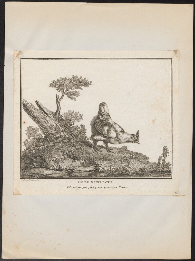 Gallus ferrugineus - 1767 - Print - Iconographia Zoologica - Special Collections University of Amsterdam - UBA01 IZ17000274.jpg