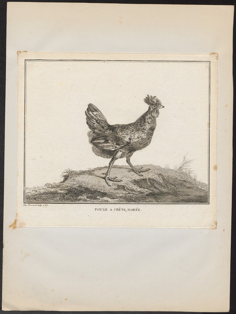 Gallus ferrugineus - 1767 - Print - Iconographia Zoologica - Special Collections University of Amsterdam - UBA01 IZ17000276.jpg