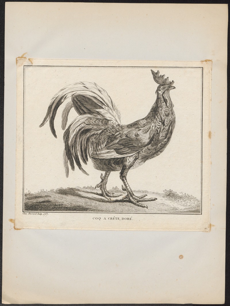 Gallus ferrugineus - 1767 - Print - Iconographia Zoologica - Special Collections University of Amsterdam - UBA01 IZ17000278.jpg