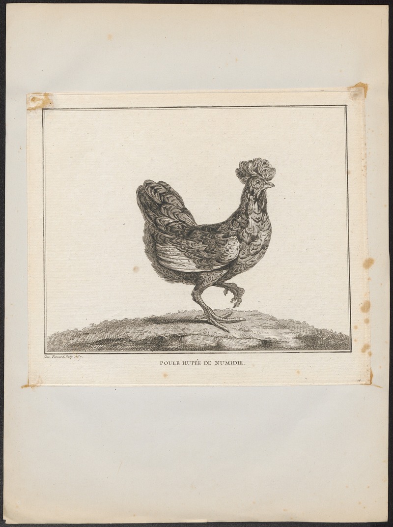 Gallus ferrugineus - 1767 - Print - Iconographia Zoologica - Special Collections University of Amsterdam - UBA01 IZ17000282.jpg