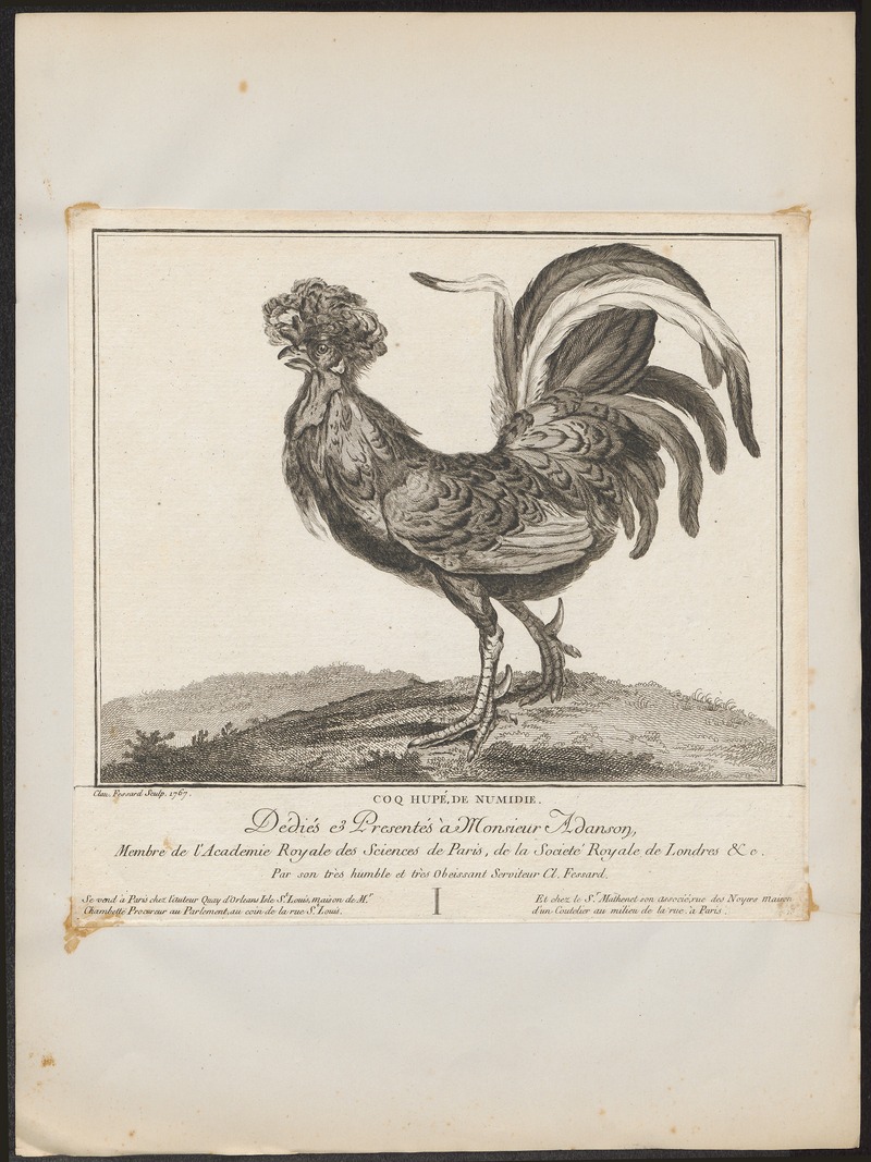 Gallus ferrugineus - 1767 - Print - Iconographia Zoologica - Special Collections University of Amsterdam - UBA01 IZ17000284.jpg