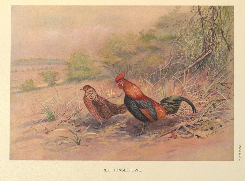 Red Junglefowl by George Edward Lodge.png