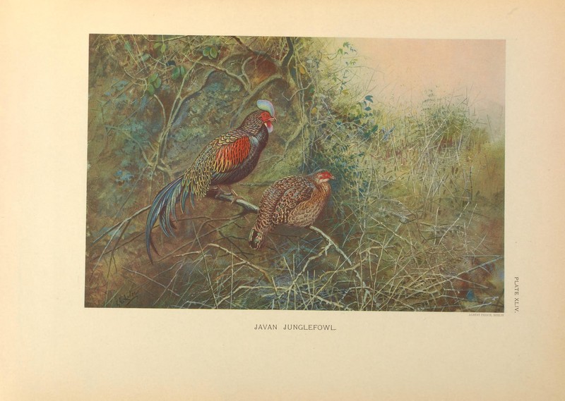 A monograph of the pheasants (PLATE XLIV) (8191095790).jpg