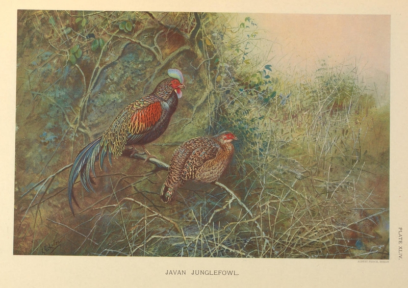 Javan Junglefowl by George Edward Lodge.png