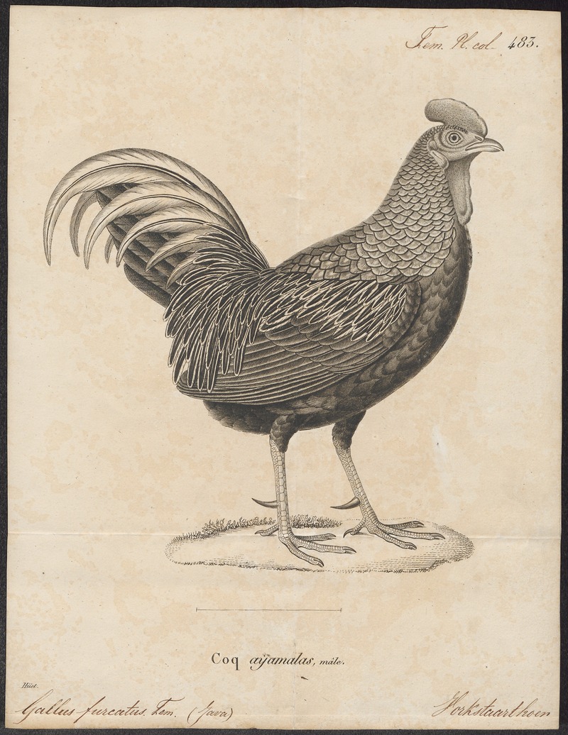 Gallus varius - 1700-1880 - Print - Iconographia Zoologica - Special Collections University of Amsterdam - UBA01 IZ17000073.jpg