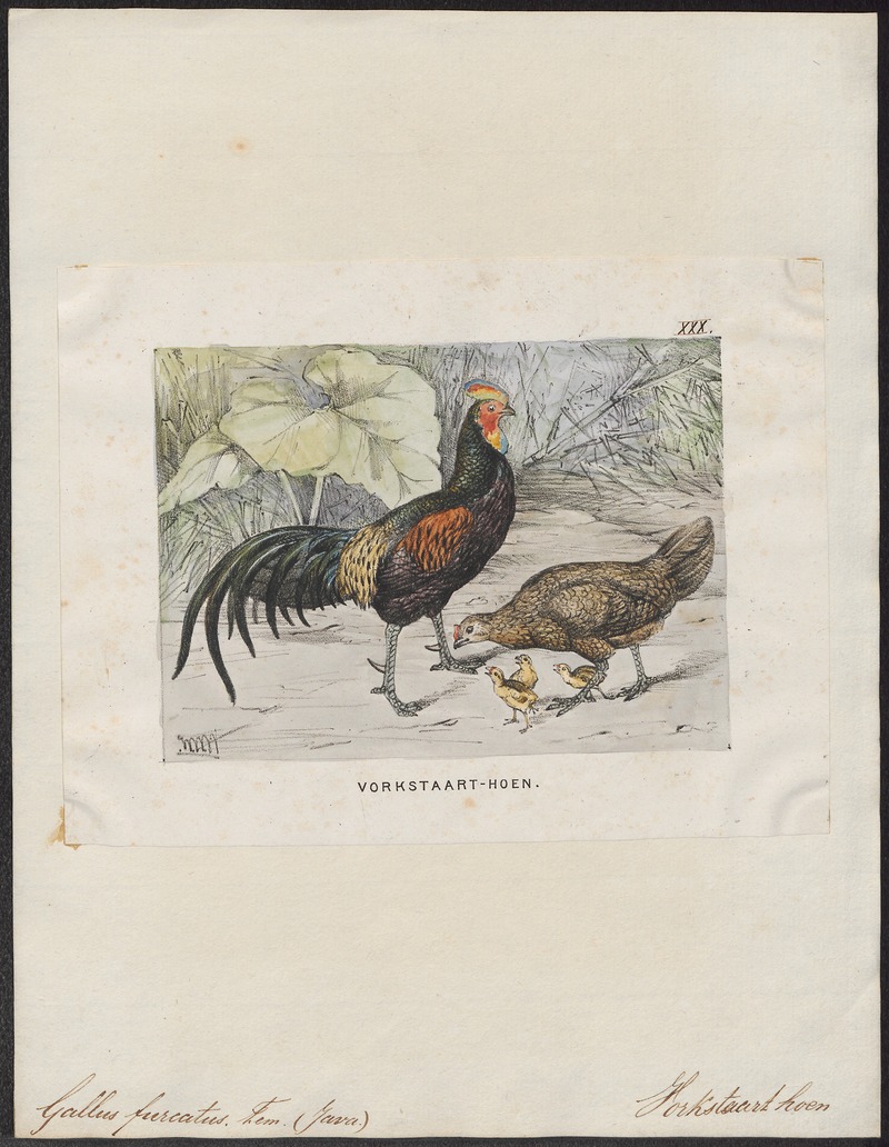 Gallus varius - 1700-1880 - Print - Iconographia Zoologica - Special Collections University of Amsterdam - UBA01 IZ17000077.jpg