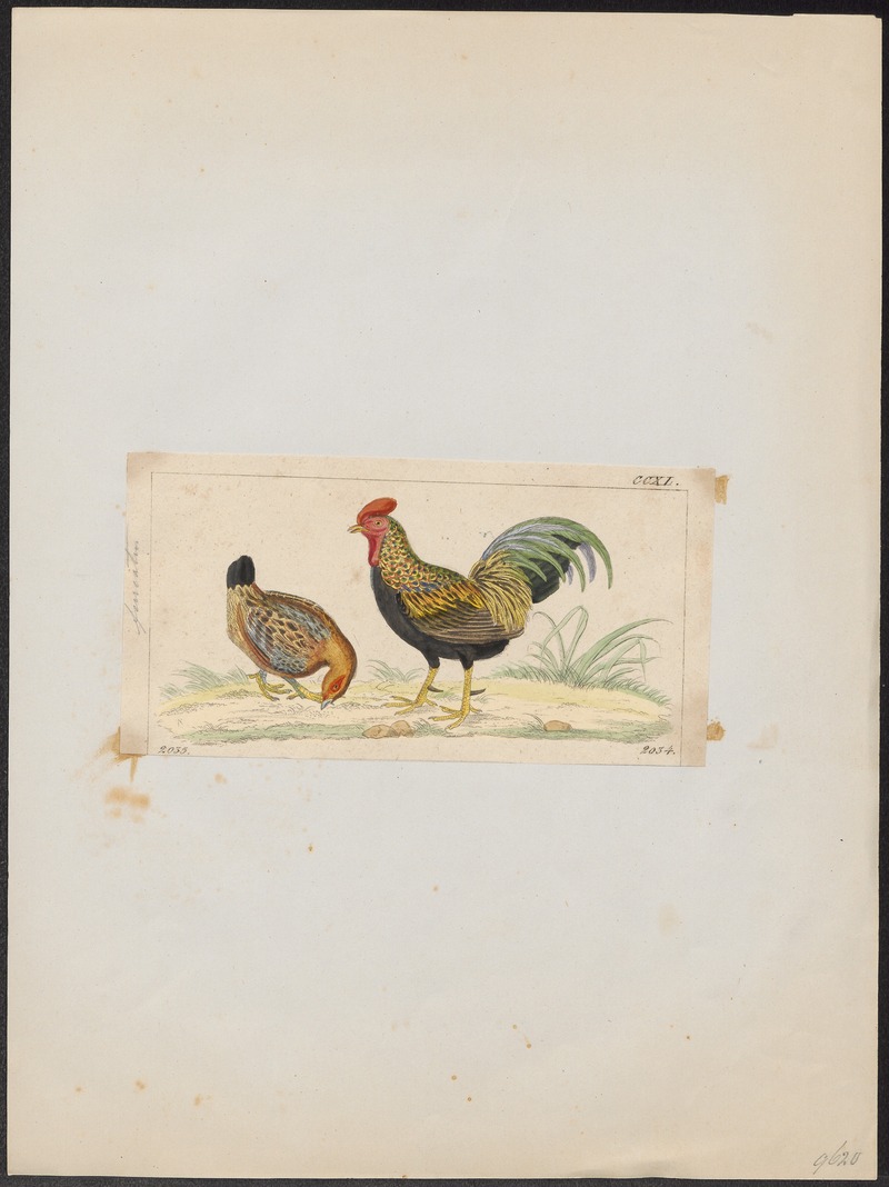 Gallus varius - 1820-1863 - Print - Iconographia Zoologica - Special Collections University of Amsterdam - UBA01 IZ17000011.jpg