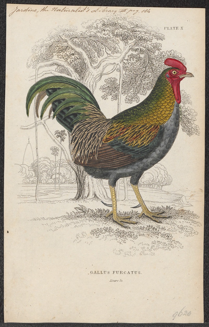 Gallus varius - 1833-1866 - Print - Iconographia Zoologica - Special Collections University of Amsterdam - UBA01 IZ17000005.jpg