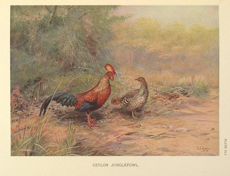 Ceylon Junglefowl by George Edward Lodge.png