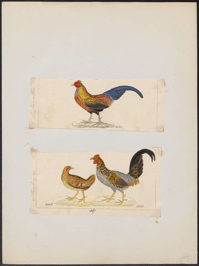 Gallus stanleyi - 1700-1880 - Print - Iconographia Zoologica - Special Collections University of Amsterdam - UBA01 IZ17000025.jpg