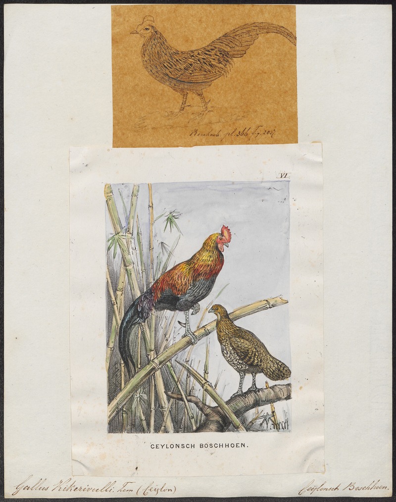 Gallus stanleyi - 1700-1880 - Print - Iconographia Zoologica - Special Collections University of Amsterdam - UBA01 IZ17000083.jpg